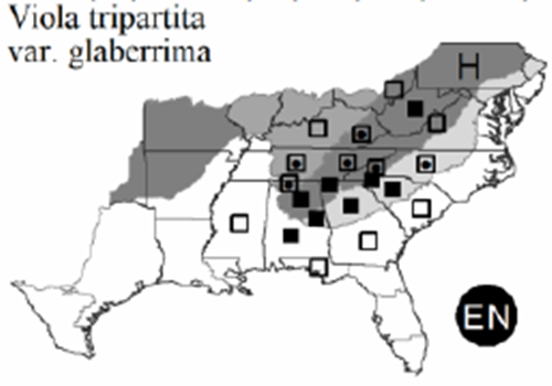 The range of Viola glaberrima